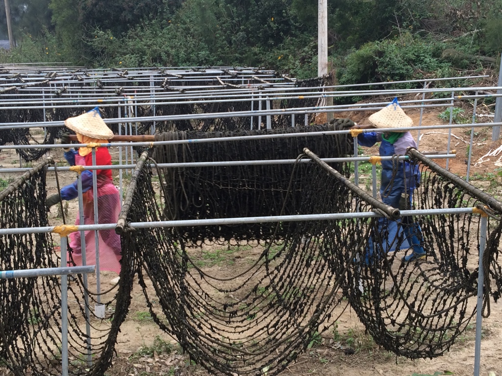 China aquaculture