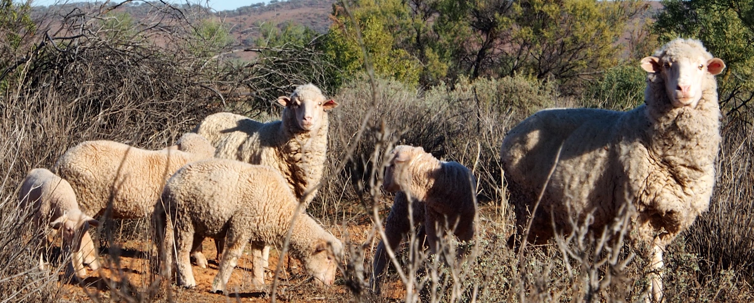 Sheep at Fowlers Gap Research Station