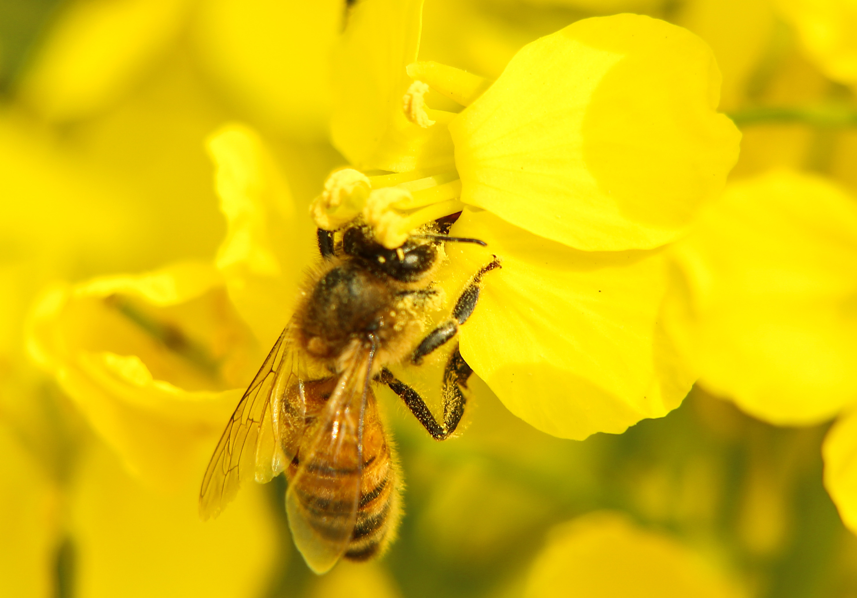 Brassica flowering and honey bee