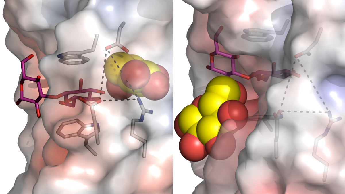 Structural changes of a barley enzyme envisaged by high-resolution X-ray crystallography and multiscale molecular modelling.