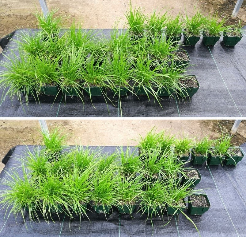 Group J herbicide dose-responses