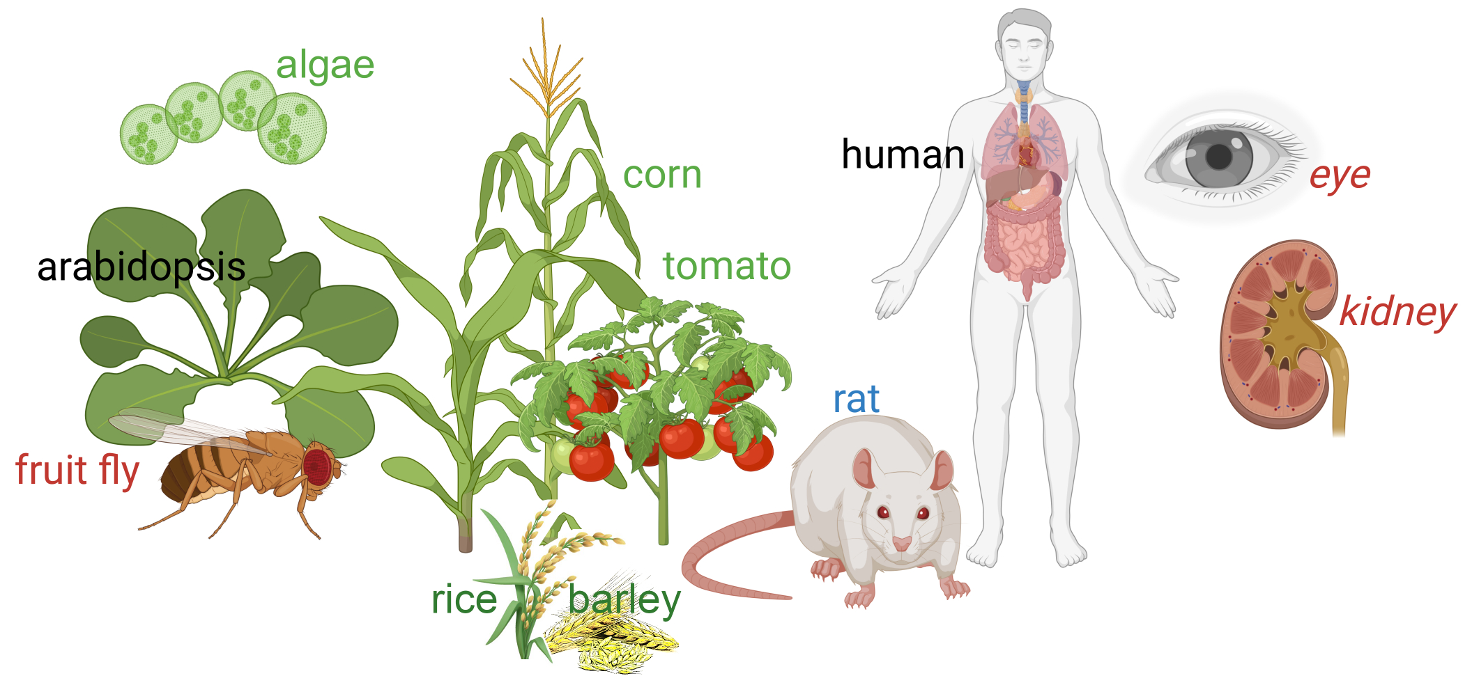 Aquaporin ion channels are found across the domains of life