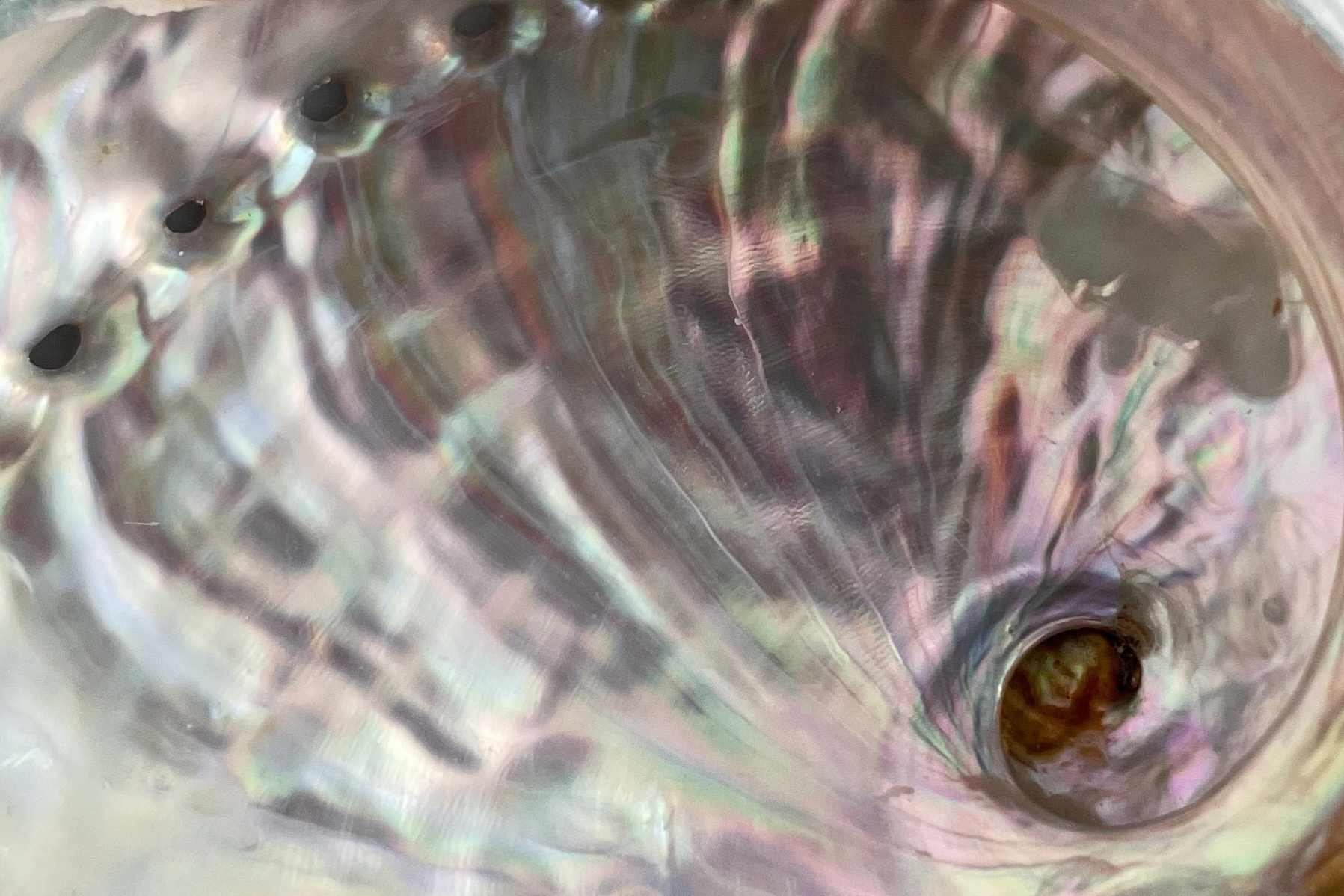 Nacre of abalone shell
