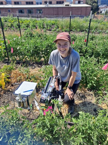 Ali in the Berkeley field with a Licor 6400 measuring tomatoes