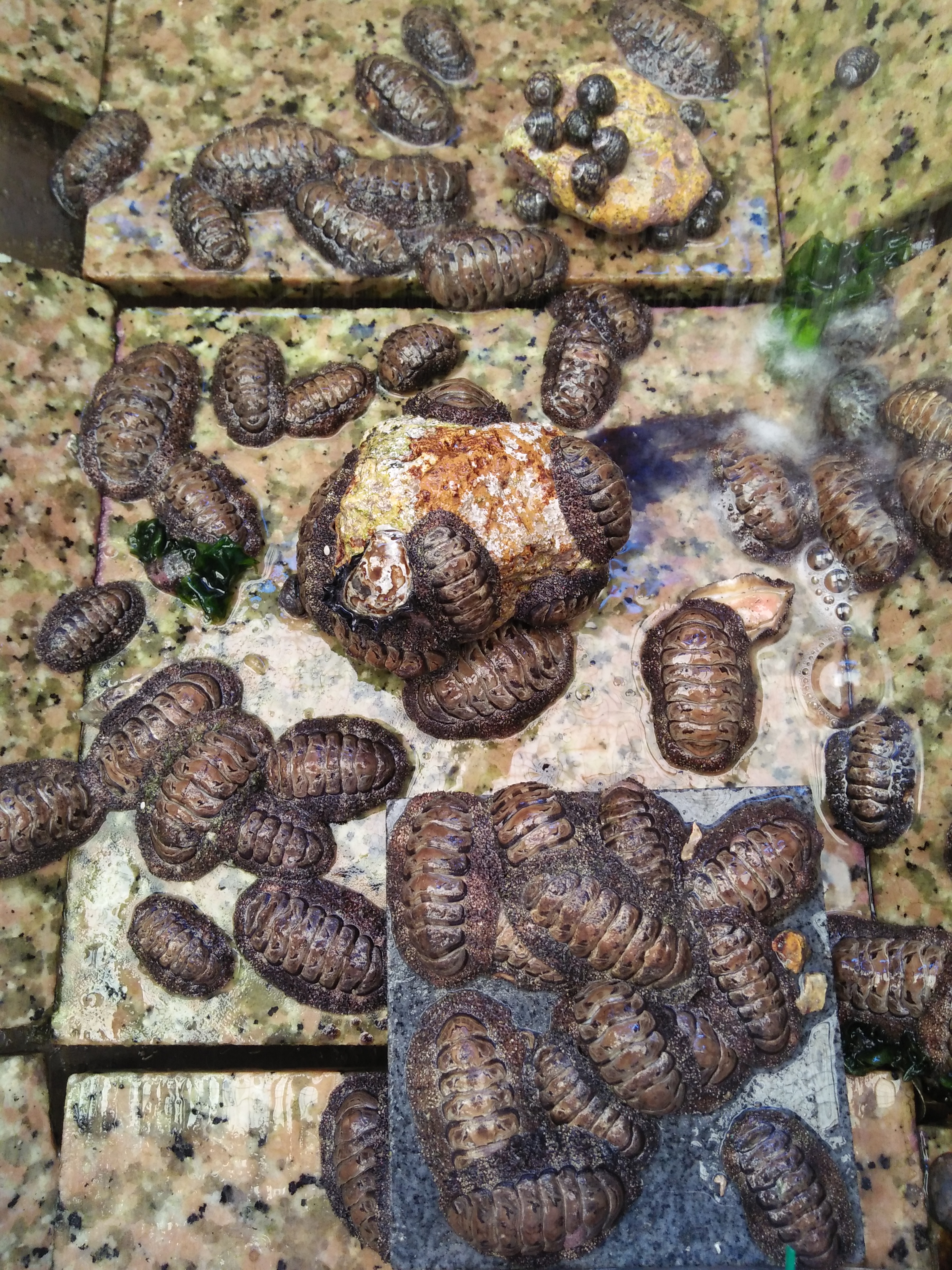 Fun with chitons
