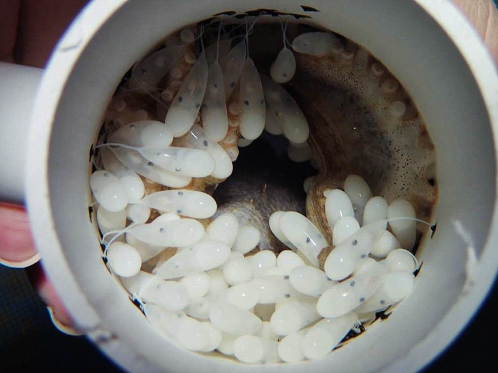 octopus mum and eggs