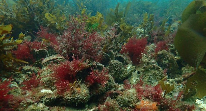 Ostrea angasi reef, Tasmania. Photo: SD Connell