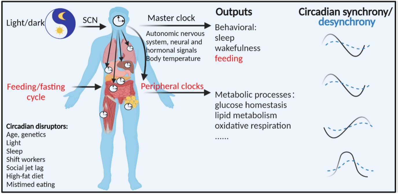 Organization of central and peripheral clocks with external cues and behaviour and metabolic outputs.
