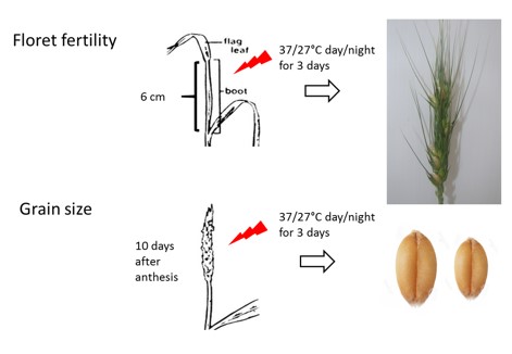 Two heat tolerance assays in wheat targeting different effects on reproductive development