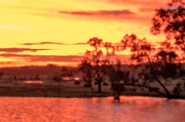 Sunset over common reed (Phragmites australis)