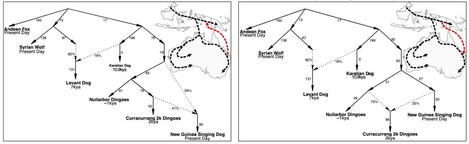 The two most likely demographic models for ancient and modern dingoes, New Guinea singing dogs, and reference canids. If fits a single dingo introduction into Australia, with subsequent gene flow from New Guinea singing dogs into Easter dingo groups.