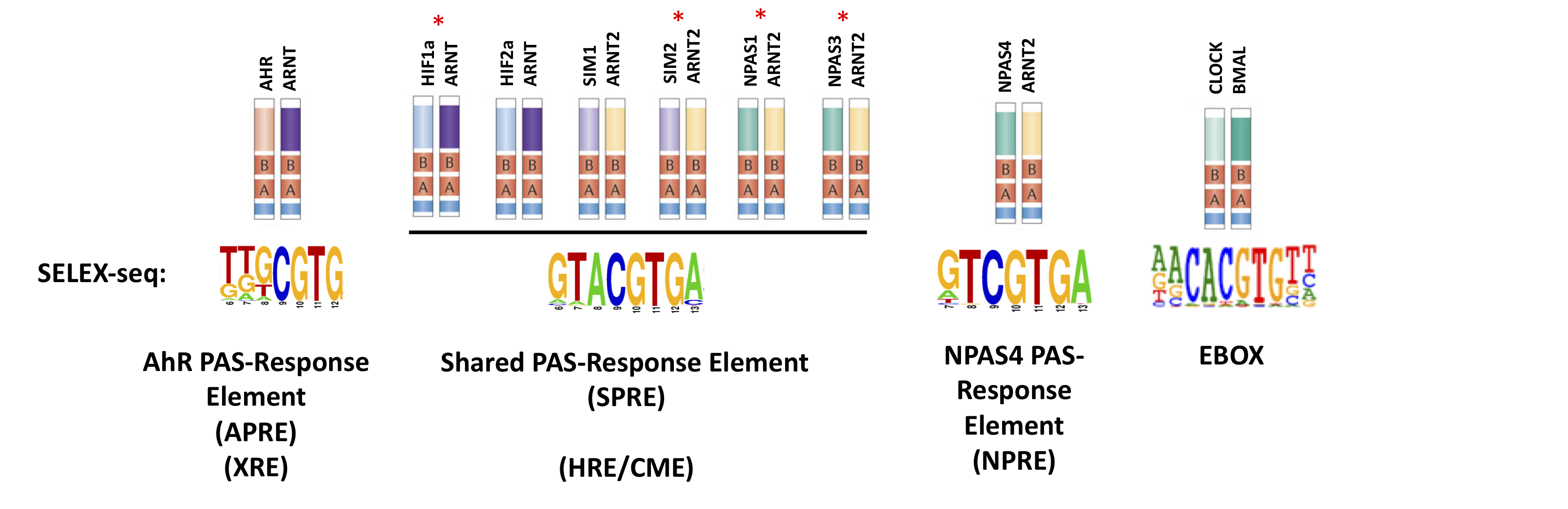 bHLH-PAS DNA binding specificity