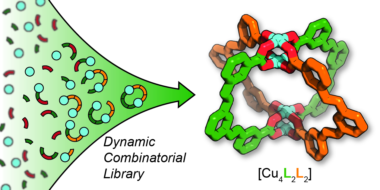 Crystallisation-driven self-sorting of cages from a dynamic combinaotorial library