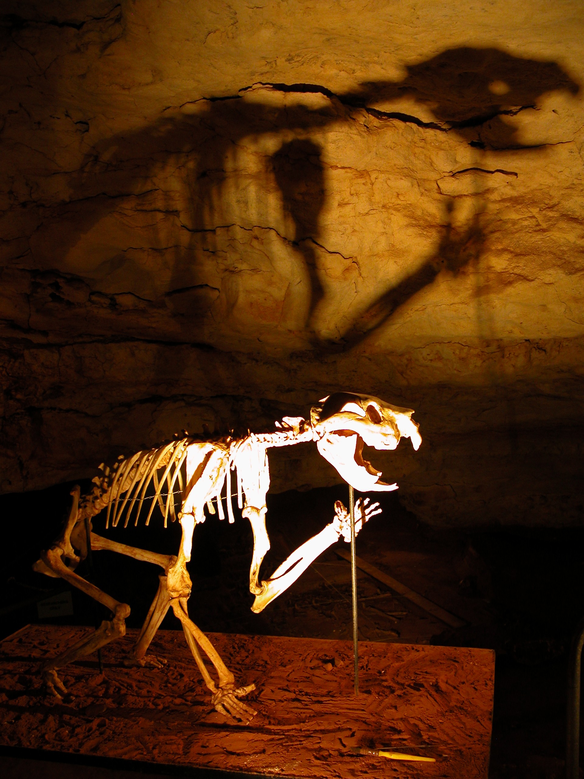 The reconstructed skeleton of Thylacoleo carnifex looms large over the fossil bed in Victoria Fossil Cave, Naracoorte Caves NP. Photo Steve Bourne