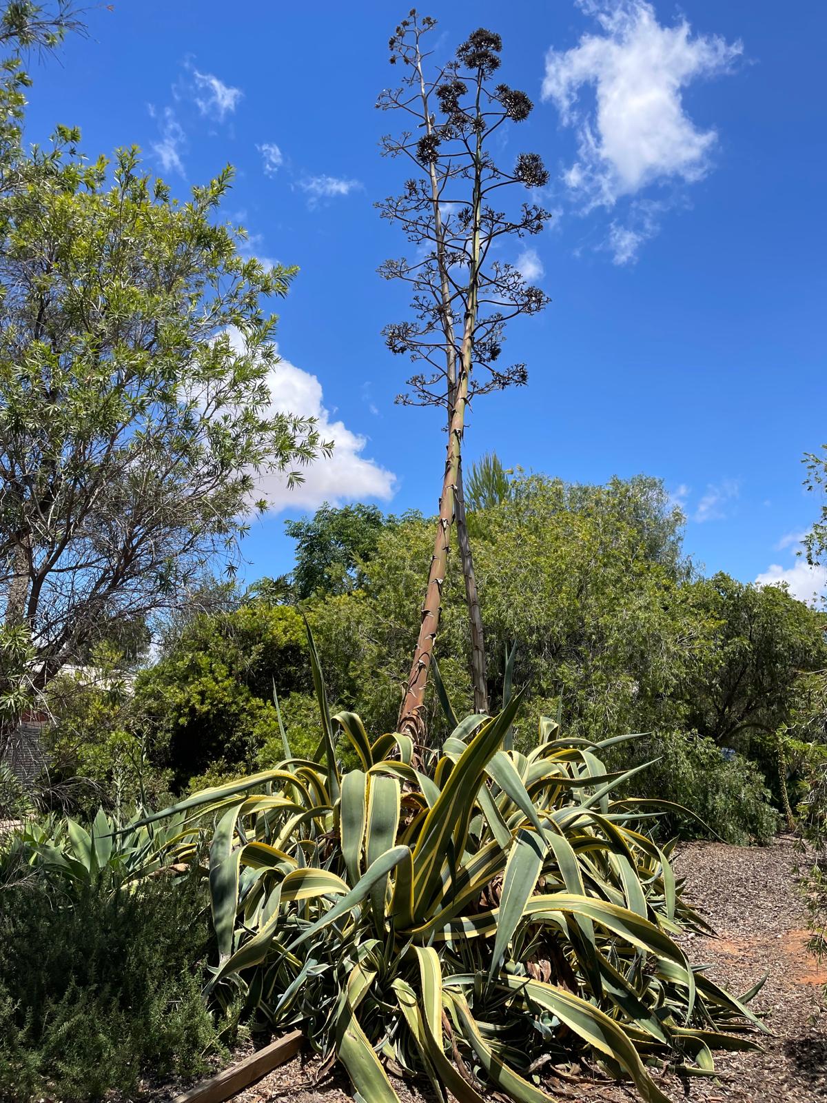 Agave flowering stalk