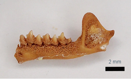A tiny fossil bat dentary from the late Pleistocene of Naracoorte. Photo Liz Reed