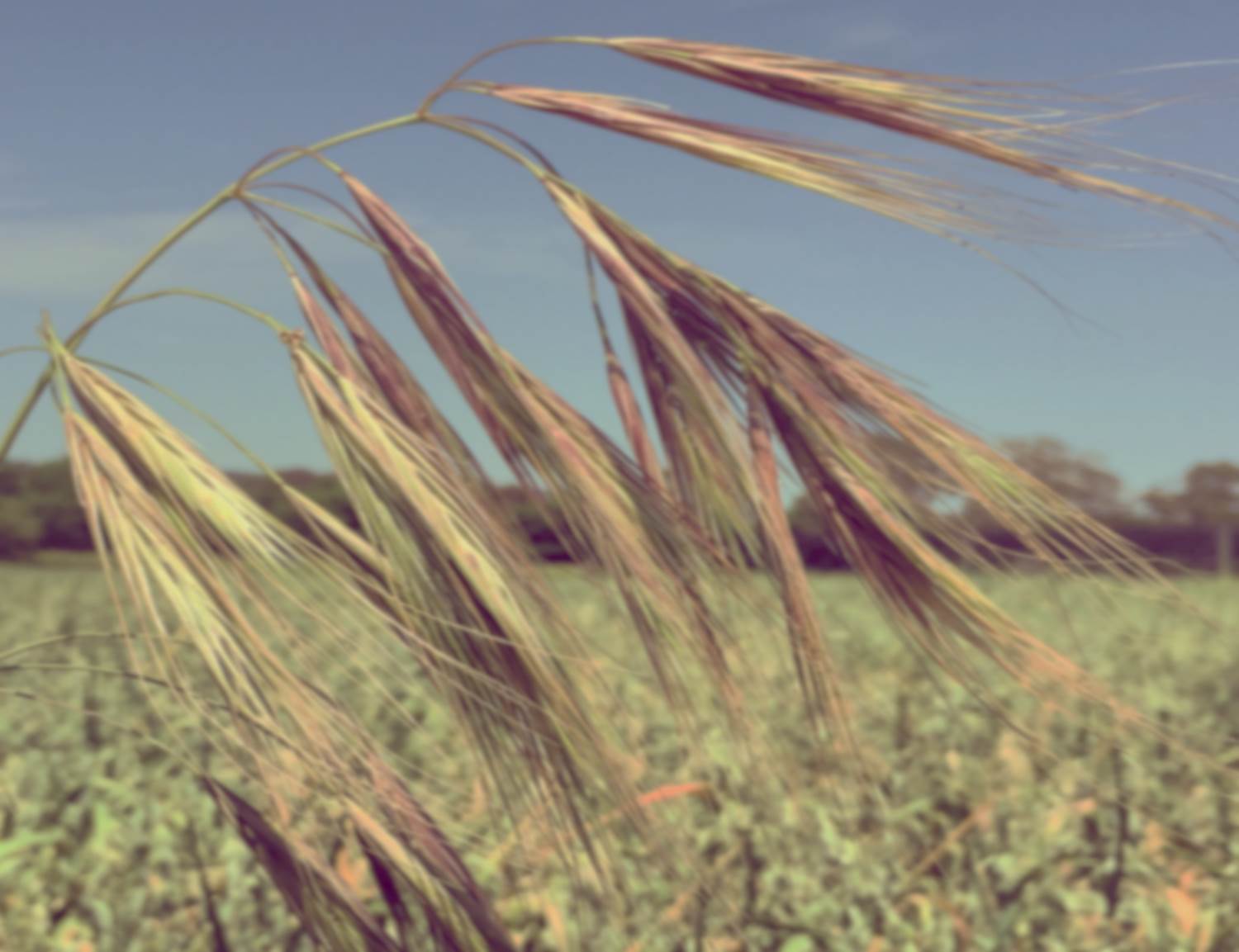 Brome grass in a field of wheat