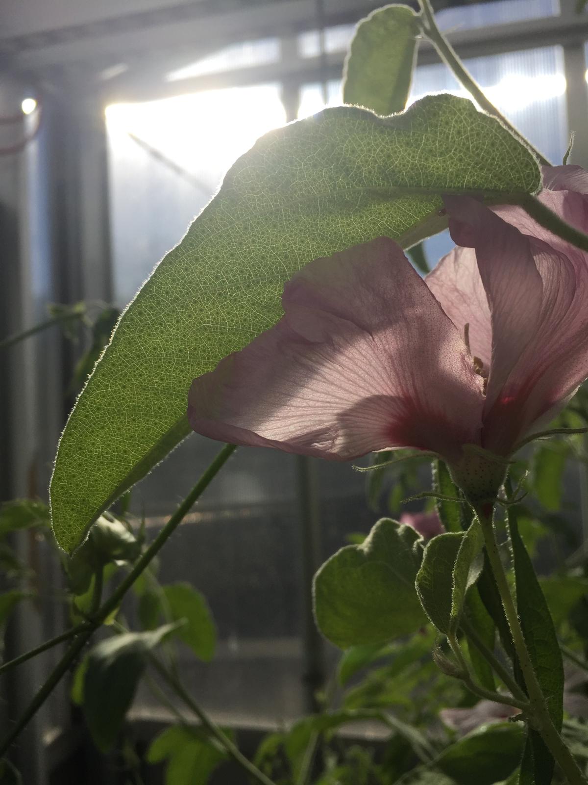 Cotton flower