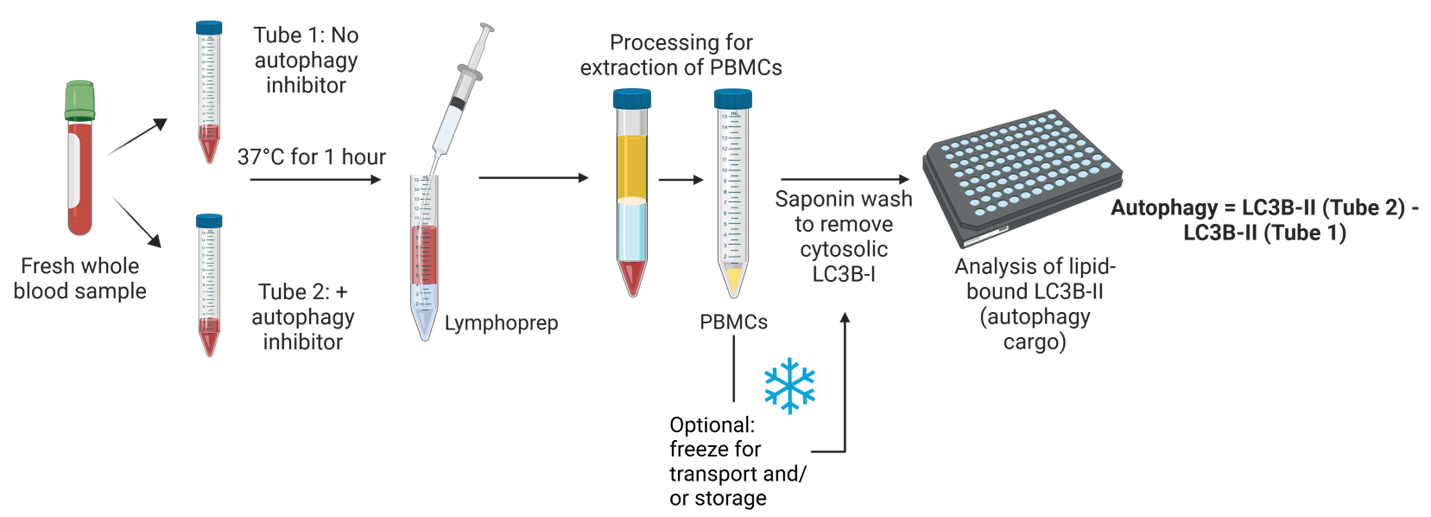 Direct measurement of human blood autophagy