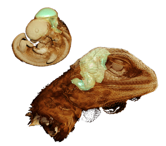 An lizard embryo at an early and late stage of development, the brain is shown in green.