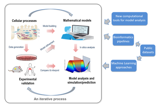 https://www.monash.edu/__data/assets/image/0019/2002195/fig-2-integrative-modelling-experimental-approach.jpg
