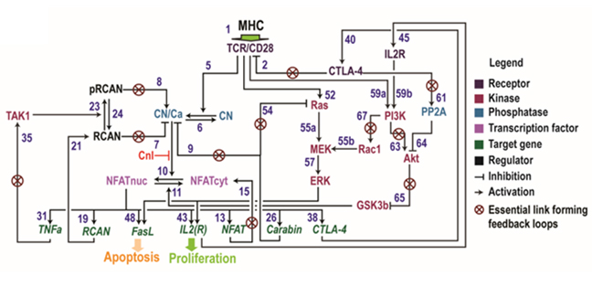 https://www.monash.edu/__data/assets/image/0006/2002200/fig-7-schematic-of-a-mathematical-network-model.jpg