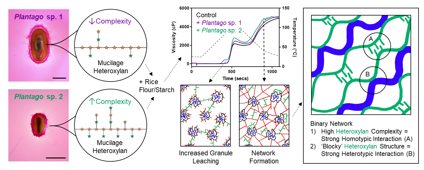 Graphical abstract of how Plantago mucilage types form networks with starch