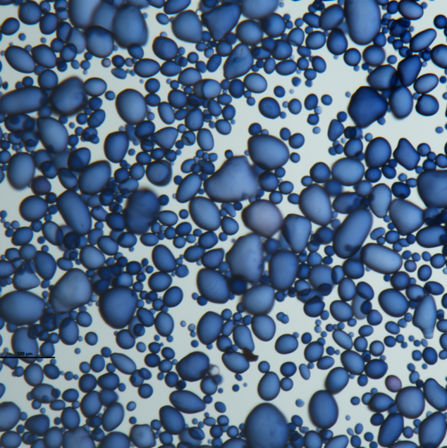 Potato starch granules stained blue with iodine