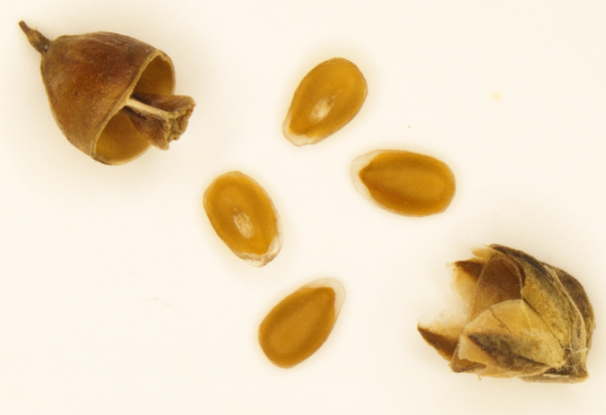 Plantago seeds expelled from capsule