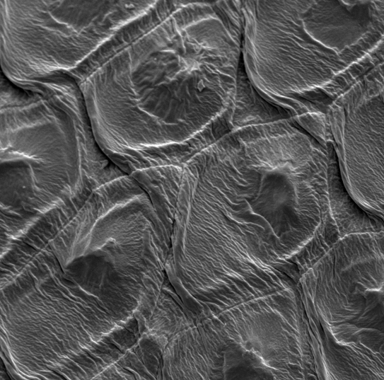 Scanning electron image of seed coat cells