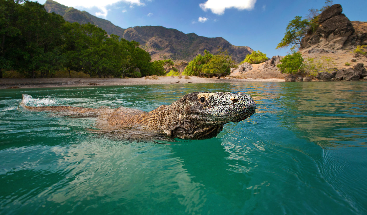 A Komodo dragon swims through shallow coastal water with a background of tropical islands
