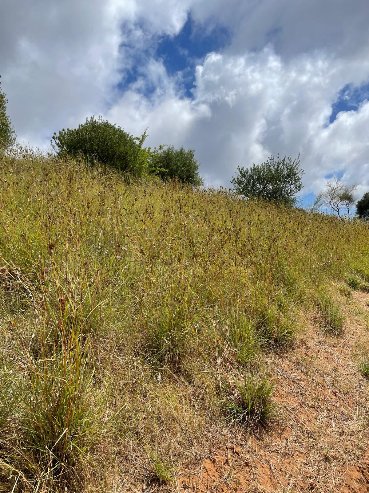 Themeda